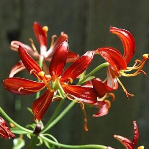 Bright red lilies blooming with delicate petals and stamens.