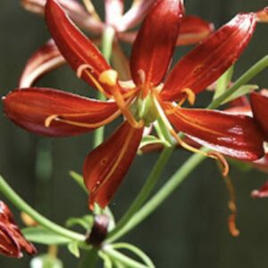 Close-up of vibrant red lilies with green stems in natural light.