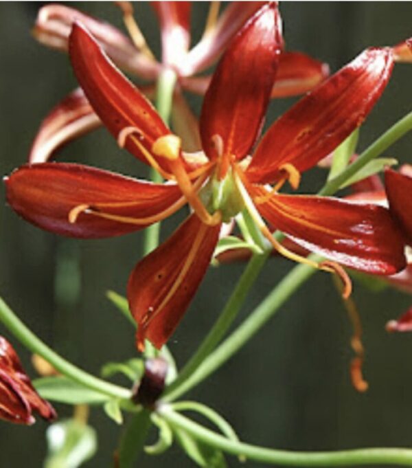 Close-up of vibrant red lilies with green stems in natural light.