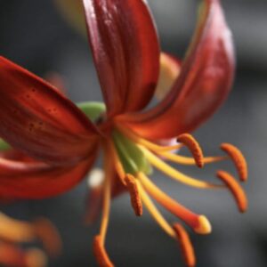 Macro red lily stamens dusted with orange pollen