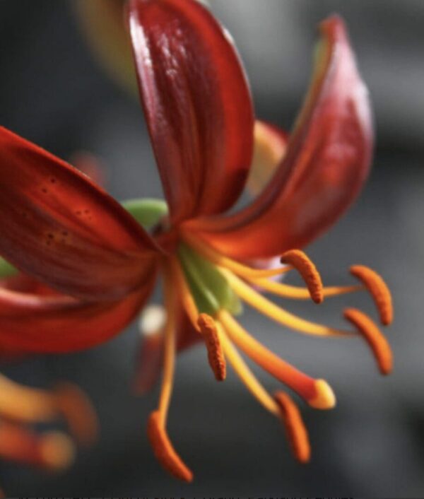 Macro red lily stamens dusted with orange pollen