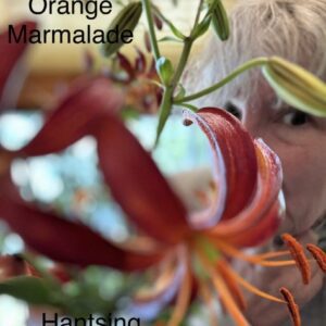 Close-up of a vibrant orange flower with blurred background.