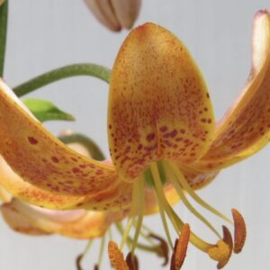Close-up of an orange tiger lily flower with speckled petals.