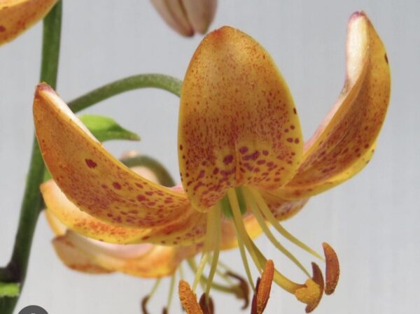 Close-up of an orange tiger lily flower with speckled petals.