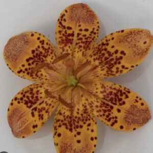 Close-up of a spotted orange flower with six petals.