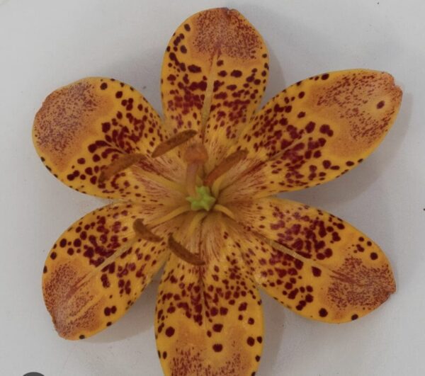 Close-up of a spotted orange flower with six petals.