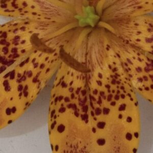 Close-up of an orange lily petal with dark spots and subtle texture.