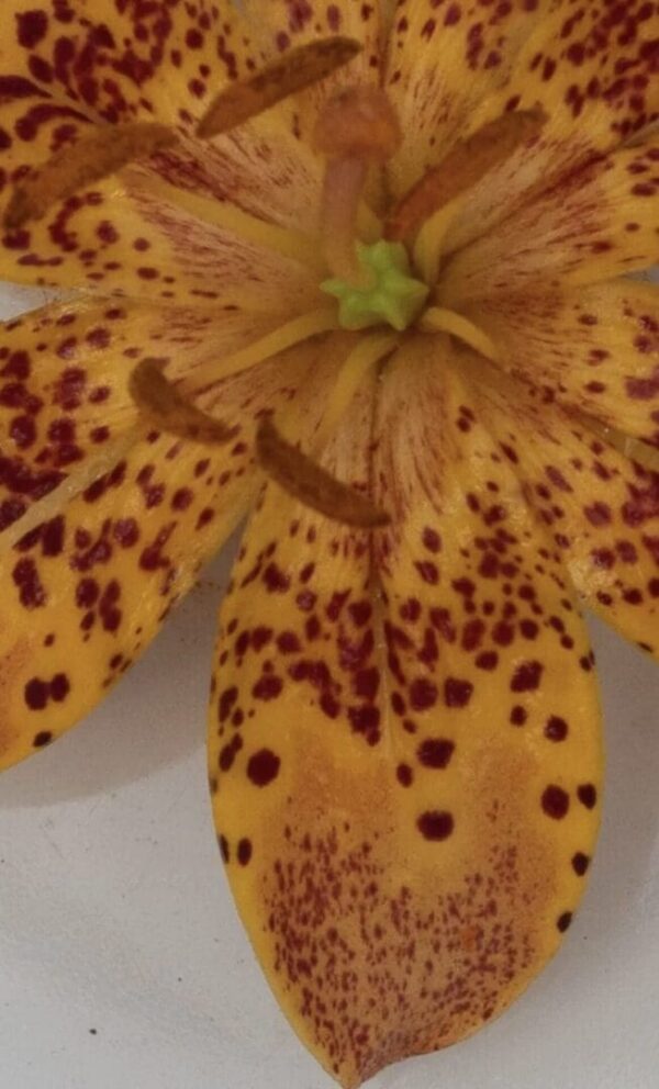 Close-up of an orange lily petal with dark spots and subtle texture.