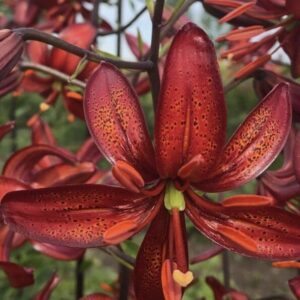 Close-up of a vibrant red lily flower with detailed petals.