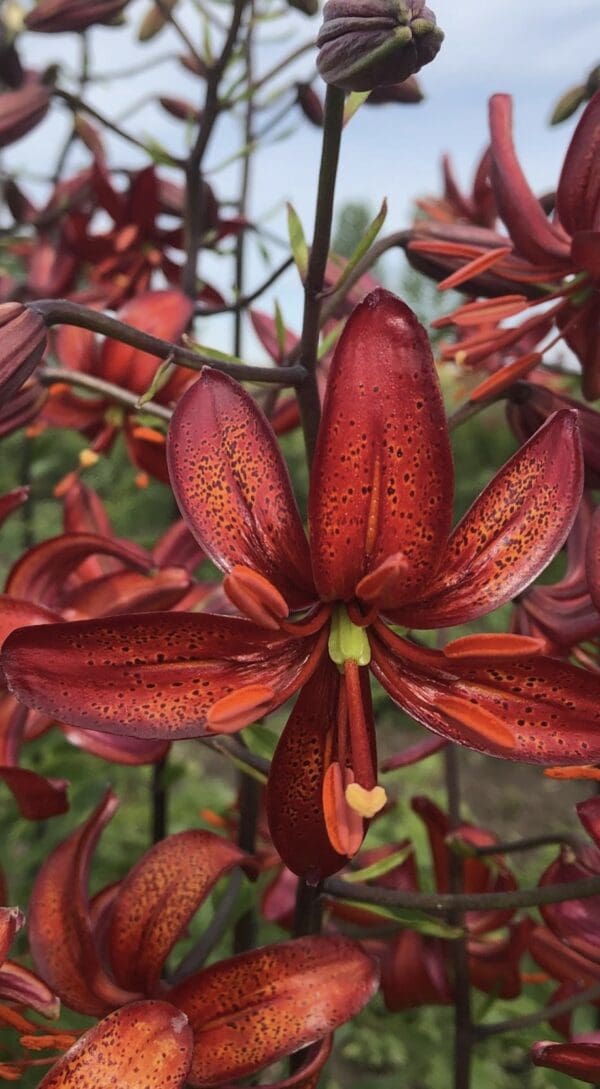 Close-up of a vibrant red lily flower with detailed petals.