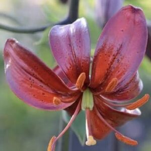 Close-up of a vibrant reddish-purple lily flower in bloom.