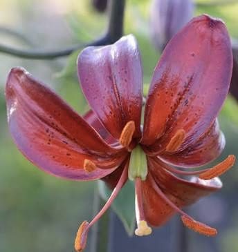 Close-up of a vibrant reddish-purple lily flower in bloom.