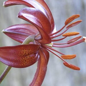 Close-up of a vibrant reddish-purple lily with detailed stamens.