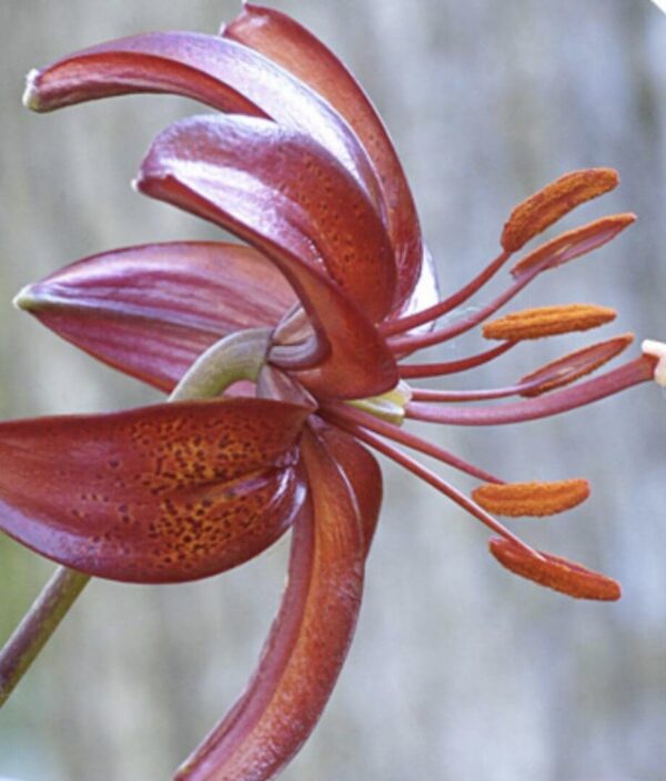 Close-up of a vibrant reddish-purple lily with detailed stamens.