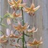 Delicate peach-colored lilies blooming on tall green stems against a wooden backdrop.