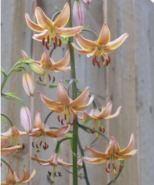 Delicate peach-colored lilies blooming on tall green stems against a wooden backdrop.