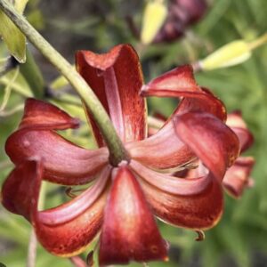 Close-up of a red flower with curled petals.