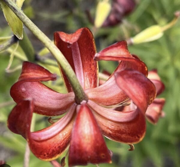 Close-up of a red flower with curled petals.
