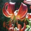 Close-up of a vibrant orange lily flower in bloom.