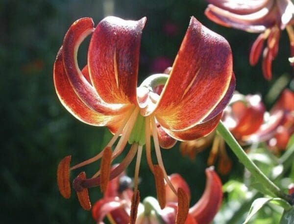 Close-up of a vibrant orange lily flower in bloom.