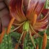 Close-up of a vibrant orange and red lily flower with prominent stamens.