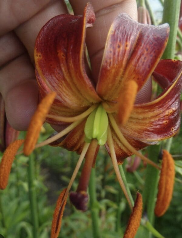 Close-up of a vibrant orange and red lily flower with prominent stamens.