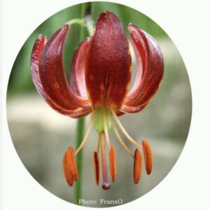 Close-up of a red lily flower with prominent stamens.