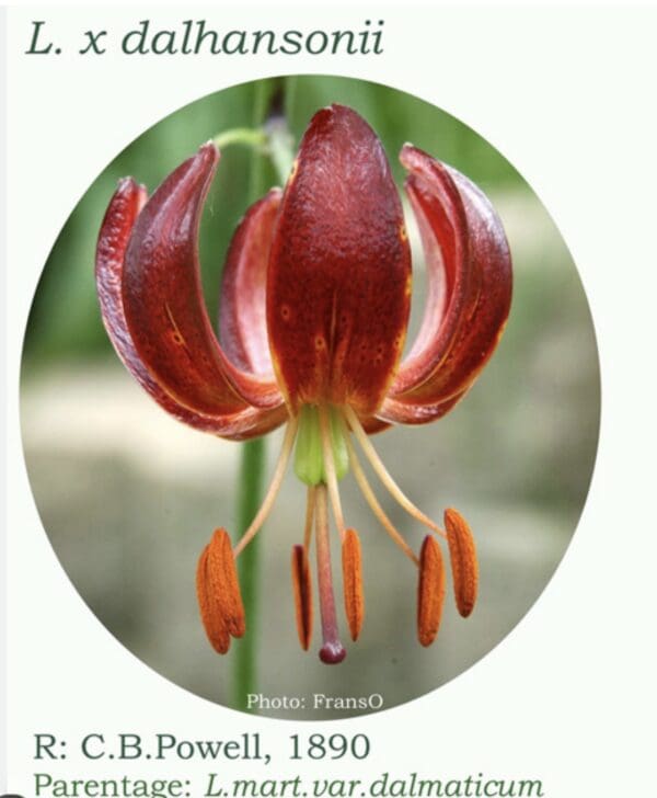 Close-up of a red lily flower with prominent stamens.