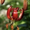 Close-up of a vibrant red lily flower with curled petals.
