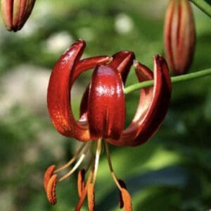 Close-up of a vibrant red lily flower with curled petals.