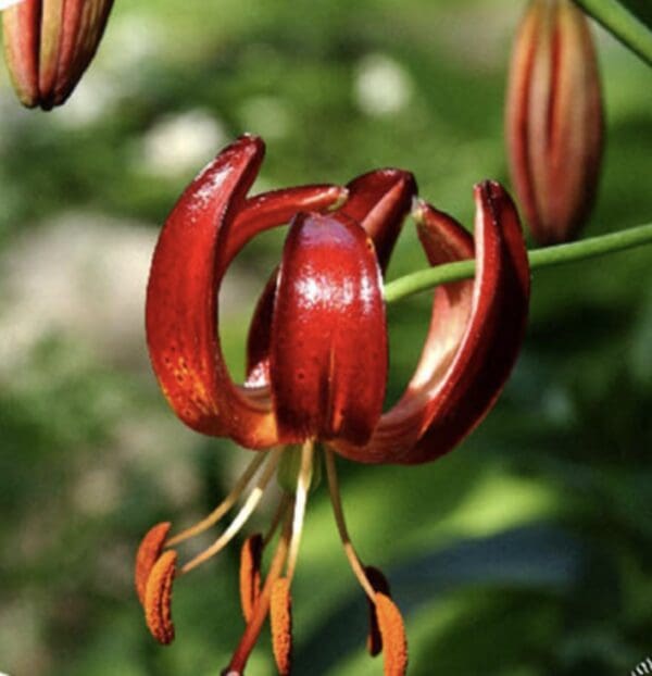 Close-up of a vibrant red lily flower with curled petals.