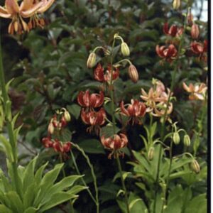 Cluster of dark red and pink columbine flowers in a garden.