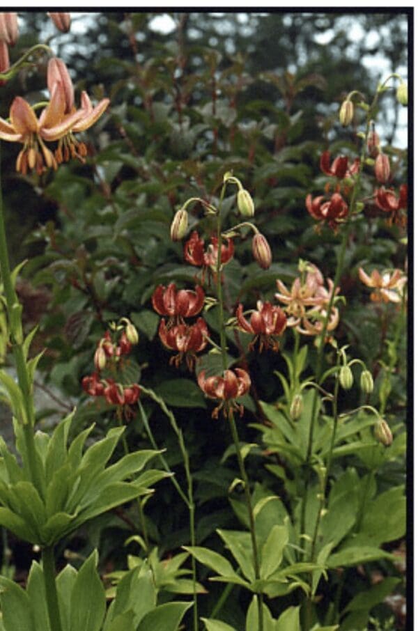 Cluster of dark red and pink columbine flowers in a garden.