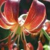 Close-up of a vibrant orange and red lily flower with curved petals.
