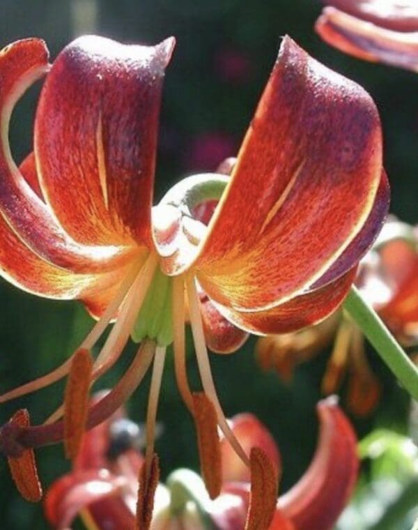 Close-up of a vibrant orange and red lily flower with curved petals.
