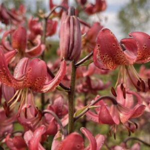 Cluster of spotted pink lilies on stem