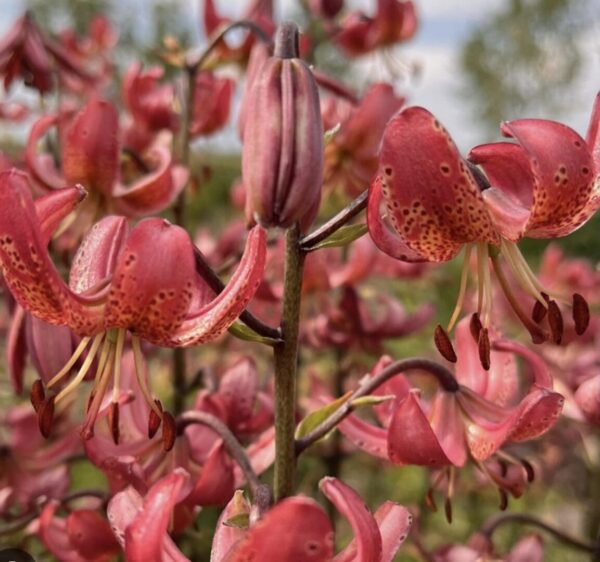 Cluster of spotted pink lilies on stem