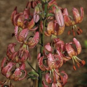 Close-up of pink and orange spotted lily flowers.