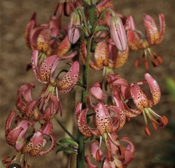 Close-up of pink and orange spotted lily flowers.