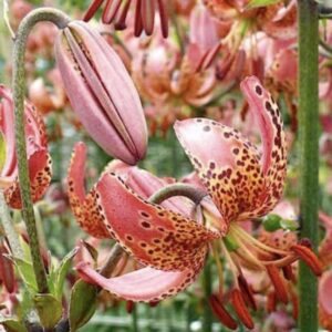 Curled speckled pink lily with closed bud