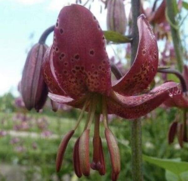 Close-up of a purple lily flower with curved petals and visible stamens.