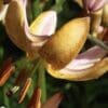 Close-up of a yellow tiger lily flower with prominent stamens.