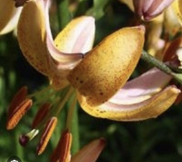 Close-up of a yellow tiger lily flower with prominent stamens.