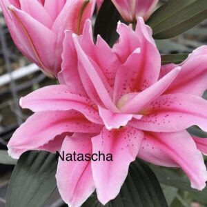Pink double oriental lily bloom close up