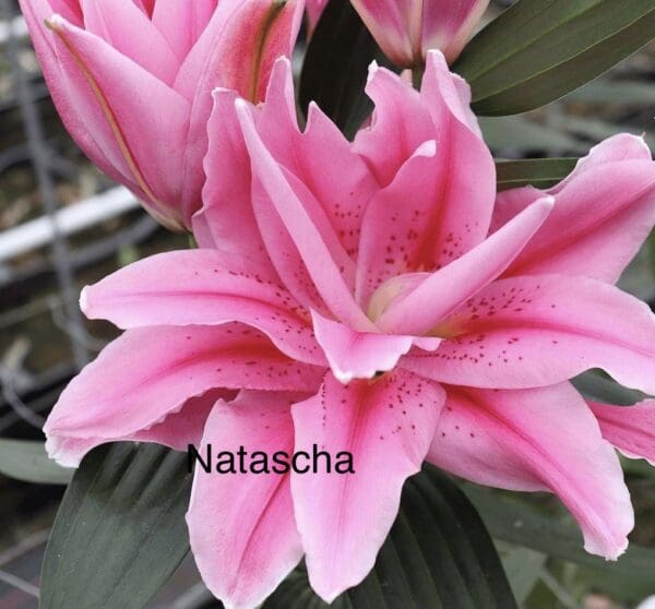 Pink double oriental lily bloom close up