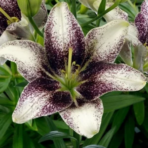 White lily with purple-speckled center