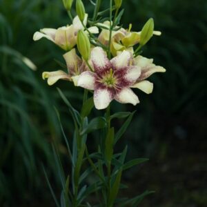 Potted lily with speckled yellow flowers