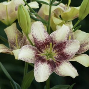 Cream lily with burgundy speckled center