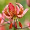 Close-up of spotted pink lily stamens