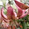 Spotted pink lily with recurved petals